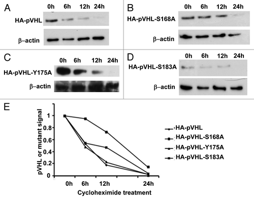 Figure 3. Mutation of pVHL at S-168 increases protein stability. HEK cells were transfected with HA-pVHL or its mutants for 36 h. The cells were then treated with cycloheximide to collect lysates at indicated time points for immunoblot analysis of HA-pVHL (A) or its mutants (B–D) using anti-HA antibodies. The results of densitometry are shown in (E).