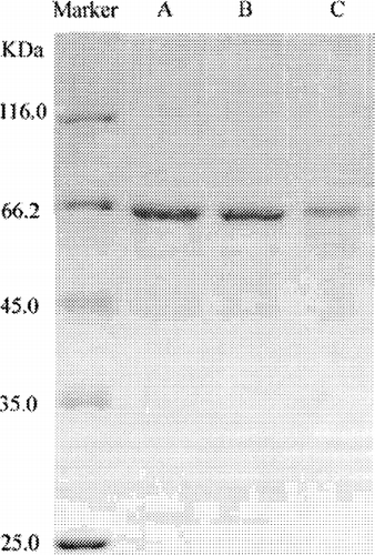 FIG. 6.  Typical SDS-PAGE results of BSA IN vitro release. Band A = Original BSA; band B = BSA released from N1; band C = BSA released from R2.