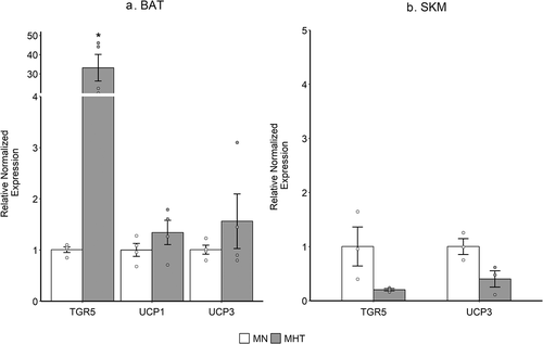 Figure 4. (a) Relative mRNA expression of TGR5, UCP1 and UCP3 was measured by qRT-PCR of MHT group compared to MN group in brown adipose tissue (BAT) and (b) in the skeletal muscle (SKM). β-actin was used as a normalization control. Expression of UCP1 in SKM was below the level of detection. Each bar represents the mean ± SEM of pooled samples ran in quadruplicate (BAT) or triplicate (SKM). Statistical analysis was performed with Wilcoxon non-parametric test (p < 0.05). * indicates significant differences of relative gene expression.