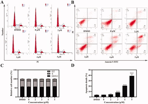 Figure 3. Cell cycle and apoptosis assays were tested with flow cytometry. (A, C) AGS cells were treated with Compound 6 (0.0, 2.0, 3.0, 4.0, and 5.0 μM) for 24 h, and analysed by flowed cytometry (B, D) Analysis of cell apoptosis induced by Compound 6 using Annexin V/PI assay. * p< 0.05, **p< 0.01, *** p< 0.001 compared with negative control.