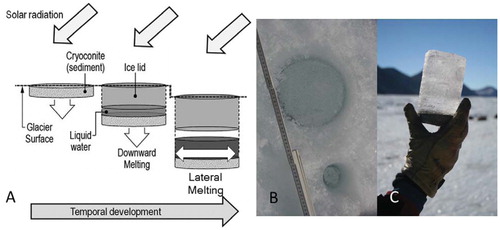 FIGURE 1. (A) Development and (B) examples of ice-lidded cryoconite holes on the surface of Canada Glacier, and (C) an extracted ice and sediment core.