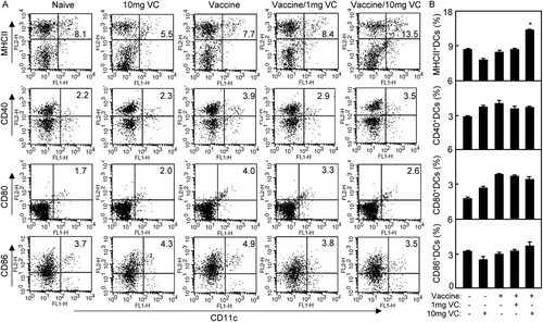 Figure 5. High dose of VC supplementation improved antigen presenting of DCs. Notes: The C57BL/6 mice were treated daily by intraperitoneal injection with VC. On day 7 and day 21, the mice were immunized with vaccine respectively. The mice were injected with saline, VC or vaccine alone as control groups. (A) On day 3 after the second immunization, the splenocytes of immunized mice were prepared and stained with anti-CD11c-FITC, anti-MHCII-PE, CD40-PE, CD80-PE or CD86-PE. The samples were analysed by flow cytometry. The CD11c+MHCII+ cells, CD11c+CD40+ cells, CD11c+CD80+ cells or CD11c+CD86+ cells were counted relatively to total CD11c+ cells. (B) The statistical results of MHCII+, CD40+, CD80+ or CD86+ DCs were shown. Shown in each panel is 1 of at least 3 experiments with similar results. Summary of CD11c+MHCII+ cells, CD11c+CD40+ cells, CD11c+CD80+ cells or CD11c+CD86+ cells in immunized mice. Bar, mean and SD from 3 independent experiments, each using at least three mice per group (n = 3). *p < .05.