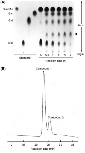 Fig. 2. Compounds generated by the transgalactosylation activity of A. niger α-galactosidase.