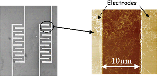 Figure 3. Left-hand side: SEM image of interdigited CNT transistors, Right-hand side: AFM detail of carbon nanotubes random network between two electrodes.