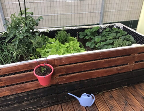 Figure 3. “This is our raised bed that we have built together. We have planted various things in the raised bed, such as onions, carrots, strawberries,” Female, 11 years.