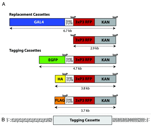 Figure 2. (A) Schematics for targeting and tagging cassettes. (B) Schematic showing the specific sequence flanking each of the specific tagging cassettes.