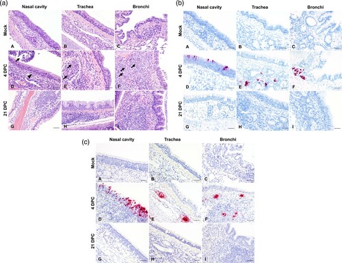 Figure 4. (a) Histologic lesions in the respiratory tract of primary infected cats. Mock-infected (A–C), 4 (D–F), and 21 days post-challenge (DPC; G–I) with SARS-CoV-2. At 4 DPC, intense neutrophilic rhinitis with luminal exudate (D, arrowhead and arrow, respectively) and lymphohistiocytic and neutrophilic tracheobronchoadenitis with necrosis and obliteration of seromucinous glands (E and F, arrows) were characteristic. At 21 DPC, histologic changes were limited to lymphoid aggregates in the lamina propria of the nasal turbinates (G), trachea (H) and bronchi (I). H&E, 200× total magnification. Bar = 100 μm. (b). SARS-CoV-2 distribution as determined by in situ hybridization in the respiratory tract of primary infected cats. Mock-infected (A–C), 4 (D–F), and 21 DPC (G–I) with SARS-CoV-2. At 4DPC, SARS-CoV-2 RNA was detected and localized within the nasal respiratory epithelium, olfactory neuroepithelium (D) and tracheobronchial glands in trachea and bronchi (E and F). At 21 DPC, no viral RNA was detected in the respiratory tract (G–I). Fast Red, 200× total magnification. Bar = 100 μm. (c). SARS-CoV-2 distribution as determined by immunohistochemistry in the respiratory tract of primary infected cats. Mock-infected (A–C), 4 (D–F), and 21 DPC (G–I) with SARS-CoV-2. At 4DPC, SARS-CoV-2 antigen was present in the nasal respiratory epithelium, olfactory neuroepithelium (D) and tracheobronchial glands in trachea and bronchi (E and F), co-localizing with viral RNA. At 21 DPC, no viral antigen was detected in the respiratory tract (G–I). Fast Red, 200× total magnification. Bar = 100 μm.