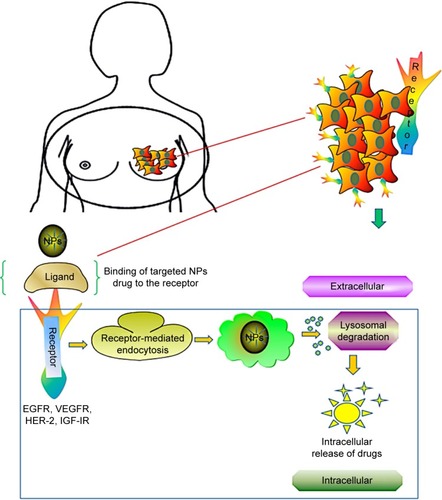 Figure 3 Receptor-mediated drug delivery to metastatic breast cancer cells. Nanocarrier-based drug targeting using receptor-mediated pathways governs the major therapeutic approach for the active sites in tumor cells. Ligand–nanoparticle conjugate binds to the receptors (EGFR, VEGFR, HER-2, IGF-IR) on the membrane, mediates internalization of nanoparticles through endocytosis, and releases the drugs by lysosomal degradation to the active sites of tumor cells.Abbreviations: EGFR, epidermal growth factor receptor; VEGFR, vascular endothelial growth factor receptor; HER-2, human epidermal growth factor receptor 2; IGF-IR, insulin-like growth factor I receptor; NPs, nanoparticles.