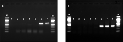 Fig. 3 Reverse transcription-polymerase chain reaction (RT-PCR) detection of (a) apple chlorotic leaf spot virus (ACLSV) and (b) viruses in the Betaflexiviridae family (Foissac et al. Citation2005) in plum plants that were subjected to thermotherapy and meristem microdissection to eliminate viruses. Plants were tested after three accelerated growth cycles. Lanes M = 100bp marker, 1 = no template control, 2 = VHT-8, 3 = VHT-4, 4 = VHT-2, 5 = VHT-1, 6 = NTC, 7 = positive control (ACLSV), 8 = positive control (mixed infection; ACLSV and apple stem grooving virus). Abbreviations: VHT = in vitro heat treated, numbers after hyphen represent treatment duration (weeks), NTC = meristem was microdissected without heat treatment.