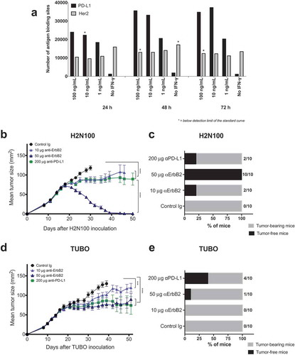 Figure 1. Anti-ErB2 and anti-PD-L1 mAb therapy in rat ErbB2-positive mouse tumors. (a) Her2 expression and PD-L1 upregulation on TUBO cells upon IFN-γ stimulation. TUBO cells were stimulated with recombinant mouse IFN-γ for 72 h. PD-L1 and Her-2 expression were quantified on the stimulated cells at 24, 48 and 72 h using a QIFI kit and MPDL3280A and 7.16.4 antibodies, respectively. H2N100 (b, c) and TUBO (d, e) tumor cells (5 × 105 cells) were injected subcutaneously into Balb/c wild type mice, and treated with 10 μg or 50 μg of anti-ErbB2 mAb (7.16.4), 200 μg anti-PD-L1 mAb or control Ig (200 μg) injected intraperitoneally on days 17, 21, 24 and 28. Mice were monitored for tumor growth and results are expressed as mean tumor area ± SEM. (c, e) Data is shown for the percentage of mice rejecting tumors/group (gray bars, tumor-bearing mice; black bars, tumor-free mice for at least 60 d). Arrow represents the day treatment was started. Statistical analysis was performed using two-way ANOVA Turkey’s multiple comparisons test at day 30 for B and day 39 for D (***, P < 0.0005; ****, P < 0.0001; ns: not significant).