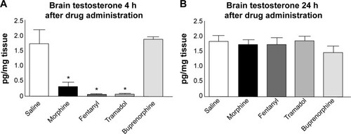 Figure 2 Opioid-induced effects on brain testosterone.
