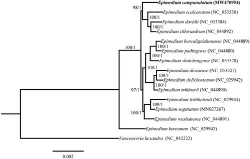 Figure 1. Maximum-likelihood (ML) and Bayesian’s inference (BI) phylogenetic tree based on the complete chloroplast genomes of 15 species, with Vancouveria hexandra as outgroup. The support values at the nodes represent maximum-likelihood bootstrap support (1000 replicates) and Bayesian’s inference posterior probabilities.