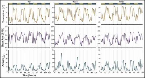 Figure 1. Time series of CBT, heart rate, and activity over five days in three different WT mice, aged 4–5 months. Bars above the core body temperature plot indicate 12-hr periods of light and dark. Note the high-frequency oscillations and non-sinusoidal waveform. Vertical lines show detailed correlations among the high-frequency peaks in core body temperature, heart rate, and activity.