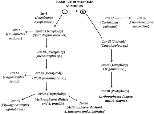 Figure 6. Possible chromosomal evaluation in Arthrosphaera.