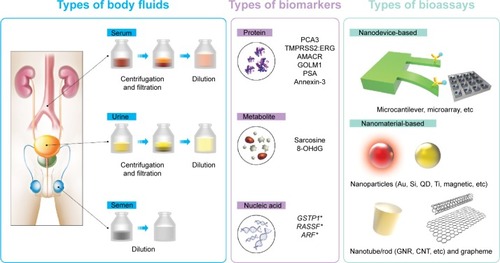 Figure 3 New diagnostic strategy based on nanotechnology (bioassay) with non-PSA biomarkers in various body fluids.Notes: Different body fluids are subjected to appropriate sample preparations for subsequent analysis. The sample preparations are carried out to create the best environments for the nanoprobe’s function. These specimens may be centrifuged and/or diluted. Various biomarkers can be collected or detected by the nanoprobes from the body fluids. Nanotechnology-based bioassays detect various prostate cancer biomarkers. The *denotes the detection of epigenetic change.Abbreviation: PSA, prostate-specific antigen.