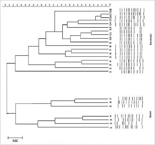 Figure 4. Dendrogram analysis of whole L. pneumophila genomic DNAs obtained from water samples of Bam and Kerman cities. Banding patterns were analyzed by UPGMA (unweighted pair-group method with arithmetic averages) clustering method using Gel Compare II software version 4.0 (Applied Maths, Sint-Matens-latem, Belgium). Degrees of homology were determined by Dice coefficient. Isolates that clustered >95% were considered related.