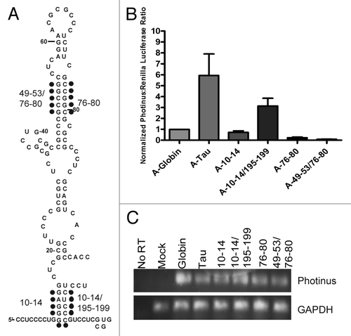 Figure 7. Helical mutations support structure formation. (A) Schematic representation of mutations made within the hairpin of domain I. Mutations were made in the following manner: A/C and G/T. Mutations were in vitro transcribed, capped with an A-cap and tailed. (B) P/R ratios are reported normalized to β-globin, which has been given the value of 1. A-capped RNAs were transfected in SK-N-SH cells for 4 hrs and performed in triplicate, (n = 4 ± S.E.M.) (C) Semi quantitative PCR of isolated transfected RNAs. PCR amplification was conducted with Photinus luciferase and GAPDH specific primers.