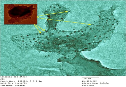 Figure 7. TEM images of green synthesized CuONPs using J. curcas leaves.