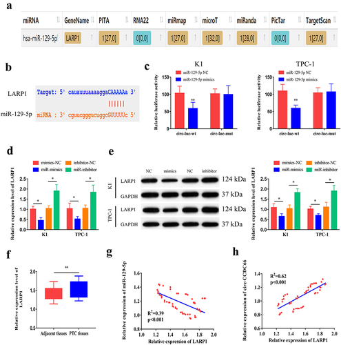 Figure 4. miR-129-5p could bind LARP1.