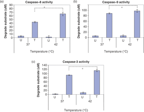 Figure 7. Effects of hyperthermia on caspase activity. CX-1 cells were treated with or without 200 ng ml−1 of TRAIL for 2 h and the cell lysates were prepared for caspase activity. Cell lysates was subjected to reaction at 37°C or 42°C for 2 h. U, untreated cell lysates. T, TRAIL treated cell lysates. Error bars represent standard error of the mean (SEM) from three separate experiments. Asterisks indicate values which are different from the respective control (t-test, p < 0.05).