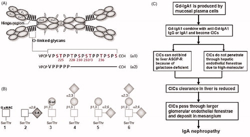 Figure 1. General viewpoint about IgAN pathogenesis.2,3 (A) Structure of human polymeric IgA1 (pIgA1) and the O-glycosylation sites. pIgA1 occurs predominantly in a dimeric form that is composed of two IgA1 monomers and J chain. In IgA between the first (Cα1) and second (Cα2) constant-region domains is hinge region (HR) which is different in IgA1 (chain α1) and IgA2 (chain α2). Within IgA1, HR is rich in proline (Pro/P), threonine (Thr/T), and serine (Ser/S) amino acid residues and up to six glycans are attached to an oxygen molecule of a serine or threonine residue (O-linked). (B) O-glycan variants of IgA1. In healthy person, Thr and Ser residues in IgA1 HR are normally extended like the nos. 3–6, while in IgAN patients are as the nos. 1 and 2. (C) Sketch of IgA1 metabolism in IgAN. GaNAC, N-acetylgalactosamine; Gal, galactose; SA, sialic acid; Gd-IgA1, galactose-deficient IgA1; CICs, circulating immune complex; ASGP-R, asialoglycoprotein receptor.