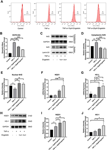 Figure 5 Engeletin alleviated TNF-α-induced ROS generation by activating the Nrf2 pathway. Chondrocytes were pretreated with engeletin (10 μM and 20 μM) for two hours, and then TNF-α (20 ng/mL) was added to the culture medium and incubated for another 24 hours. (A) Chondrocytes were stained with DCFH-DA and measured by flow cytometry. (B) The geometric mean of the fluorescence. (C–E) The protein expression levels of nuclear and cytoplasmic Nrf2 were determined using Western blotting. The results were quantified with ImageJ. Nuclear protein expression was normalized to Lamin B1 and cytoplasmic protein expression was normalized to GAPDH. (F, G) The relative mRNA expression levels of NQO1 and HO-1 were measured by qPCR. (H–J) The protein expression levels NQO1 and HO-1 were measured by Western blotting. The results were quantified with ImageJ. Protein expression was normalized to GAPDH. The data are presented as the mean ± SD. n=3. *p < 0.05, **p < 0.01, ***p < 0.001, ****p < 0.0001.