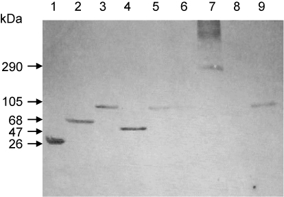 Figure 4. Western blots of total protein isolated from transformed bacterial colonies. Various sizes of repeated peptide were detected using an anti-GST mAb. Lane 1, GST only; Lane 2, 7-unit repeats; Lanes 3, 5, 6, 9; 11-unit repeats; Lane 4, 5-unit repeats; Lane 7, 30-unit repeats; and Lane 8, 10-unit repeats.