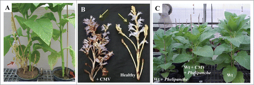 Figure 4. Development of the parasite Phelipanche aegyptiaca on CMV- infected Nicotiana tabacum L. (cultivars Samsun NN) and on healthy tobacco plants. (A) Nicotiana tabacum L. (left) is an uninfected plant and (right) is a CMV-infected Nicotiana tabacum L. plant. Arrows indicate Phelipanche aegyptiaca shoots. (B) Representative inflorescences of P. aegyptiaca grown on tobacco infected with CMV (left) and on control healthy tobacco (right). Pictures were taken 65 d after inoculation with Phelipanche seeds in a pot system. (C) Effect of CMV on the height of tobacco plants as compared with uninfected wild type (wt) plants.