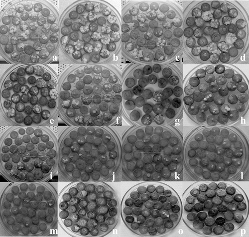 Figure 3.  Antiproliferative properties of different broccoli extracts. The pictures of potato explants with tumors are ordered in the manner of decreasing numbers of tumors recorded after treatments with: (A) control, (B) H-20, (C) H-3, (D) callus H, (E) H-30, (F) 3H-10, (G) WH-20, (H) WH-10, (I) WH-3, (J) callus 3H, (K) WH-30, (L) H-10, (M) 3H-20, (N) 3H-30, (O) 3H-3, and (P) FP-3.