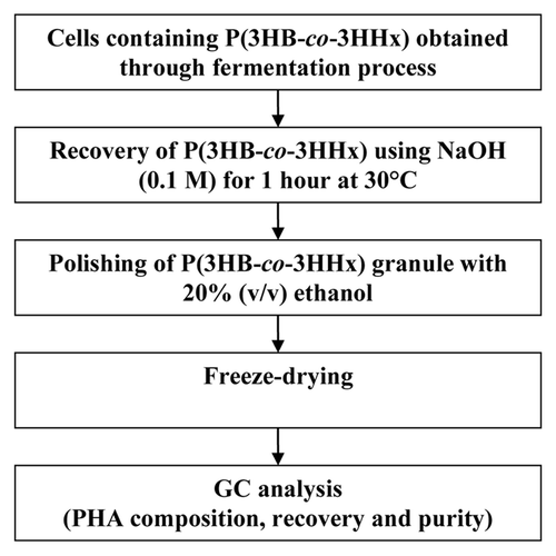 Figure 1. The work flow for the recovery of P(3HB-co-3HHx) produced by recombinant Cupriavidus necator.