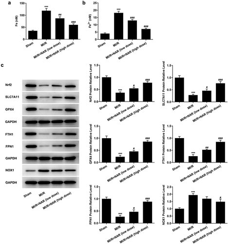 Figure 4. NAR reduced Nrf2/System xc-/GPX4 axis to improve ferroptosis. A. Iron assay kits detected total iron and Fe2+ levels in cardiac tissue. B. The expression of ferroptosis related protein was detected by Western blot. ***p < 0.01 vs Sham; #p < 0.05, ##p < 0.01, ### p < 0.001 vs MI/R