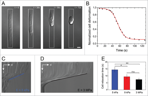 Figure 2. Cell relaxation dynamics. (A) Time-lapse sequence in DIC mode of the cell relaxation process after detachment with Accutase (t = 0) of an endothelial cell spread on an elongated micropattern (1:10 aspect ratio, depicted in white) deposited on a stiff (E = 3 MPa) substrate. The scale bar is 10 µm. (B) Evolution of the normalized cell deformation as a function of time after initiation of the detachment from an elongated pattern on a stiff substrate. The red curve corresponds to a sigmoidal fit with Eq 4. DIC kymographs of the relaxation of an endothelial cells detached from a (C) 5 kPa and a (D) 3 MPa micropatterned substrates. The slopes on kymographs represent cell relaxation velocity after detachment on 5 kPa (blue line) and 3 MPa (black line), respectively. (E) Evolution of the characteristic cell relaxation time as a function of the matrix stiffness (n = 13 for 5 kPa; n = 18 for 9 kPa; and n =15 for 3MPa). Data are expressed as mean ± SD, *p ≤ 0 .05, ** p ≤ 0 .01 and n.s. non significant.
