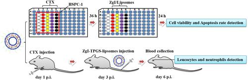 Figure 3 Schematic illustration of in vivo and in vitro pharmacodynamics study of ZgI-TPGS-liposomes.