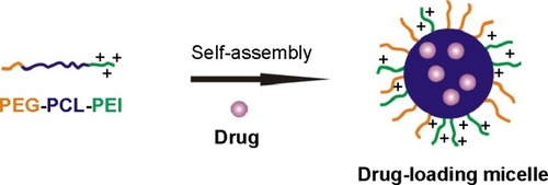 Figure 4 Schematic illustration of the formation of drug-loaded polymeric micelles.Abbreviations: PEG, poly(ethylene glycol); PCL, poly(ε-caprolactone); PEI, polyethyleneimine.