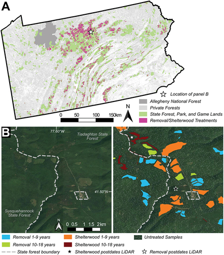 Figure 3. (A) state timber harvest data used for training and testing the XGBoost model (magenta) with a zoomed in example in (B). The speckled white areas in (B) are the decimated samples of the “untreated” forest class and the stars indicate two examples of locations where timber harvest postdated LiDAR data collection and were not used (colorless patches). Private forests shown in (A) were derived from the Dynamic World dataset (Brown et al. Citation2022).