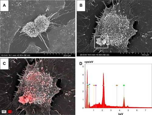 Figure 2 SEM images of control (A) and TiO2 nanorod-treated A549 cell (B). The cluster of white particles at the lower left region of the cell appeared to be nano-TiO2, which was verified by the density of the red color, corresponding to titanium (C), based on the EDS result (D) from the same region. Nanorods in the region with lower red density (C) were probably attached to the plasma membrane, while where red density was maximal, they might have already been internalized.Abbreviations: EDS, energy-dispersive X-ray spectroscopy; SEM, scanning electron microscopy.