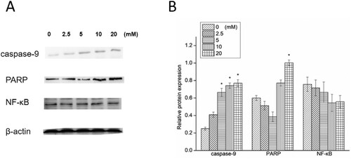 Figure 4. Western blotting (A) and relative protein expression of caspase-9, PARP and NF-κB (B). *P < 0.05 compared to the blank control.