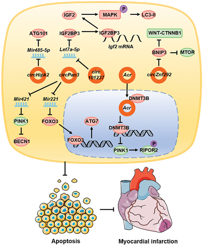 Figure 4. circRNAs affect cardiovascular diseases by regulating autophagy. In cardiovascular diseases, circ101237, circHipk2, and circPan3 promote autophagy whereas circZnf292, Acr, and circPan3 inhibit autophagy, and this ultimately leads to reduced cardiomyocyte apoptosis and a reduced myocardial necrosis area.