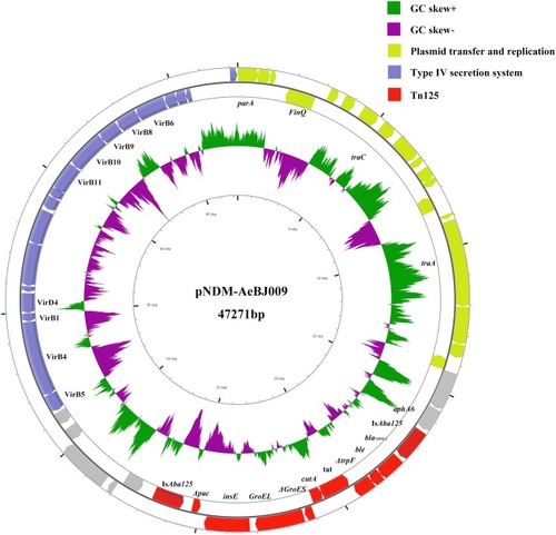 Figure 1 Circular maps of plasmid pNDM-AeBJ009. The outer circle contains the plasmid transfer and replication section (yellow arrows), type IV secretion system gene cluster section (blue arrows), and Tn125 section (red arrows). In addition, the known gene names reported in the NCBI database are marked below the corresponding arrows. The inner-circle indicates the positive and negative GC skew of the plasmid in green and purple, respectively.
