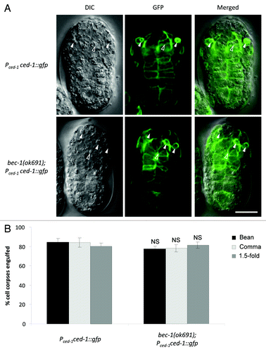 Figure 3. Engulfment of cell corpses in bec-1(ok691) mutant embryos. (A) Representative micrographs showing the expression of CED-1::GFP epifluorescence (middle) with the corresponding DIC (left) and merged (right) images in wild-type (upper panel) and bec-1(ok691) (lower panel) embryos at the bean stage. Pced-1 was used to drive the expression of CED-1::GFP. Solid arrowheads denote engulfed cell corpses detected by the presence of CED-1::GFP surrounding the corpse and CED-1::GFP-expression in the engulfing cell. Open arrowheads denote cell corpses that are not surrounded by CED-1::GFP. (B) Quantification of apoptotic cell corpses engulfed detected using the CED-1::GFP marker during bean and comma stages of embryogenesis. Bar graph shows mean ± s.e.m. for at least 10 embryos for each genotype at each stage. NS, not significant; t-test. Scale bars: 10 μm.