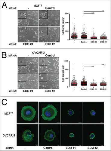 Figure 4. Downregulation of EDI3 impairs cell spreading. After siRNA knockdown of EDI3 for 72 h, (A) MCF-7 cells and (B) OVCAR-3 cells were harvested and maintained in suspension for 1 h, and then re-plated on FN-coated 24-well plates for 60 min. Adherent cells were fixed with 4% paraformaldehyde and phase contrast images of unstained cells were taken with a 20x objective. Bars: 50 μm. Magnified views are shown in the inserts. The cell area of 100 randomly chosen cells per condition and experiment from four independent experiments was quantified using ImageJ software and the mean cell size ± SD was calculated. Each point corresponds to the measured area of an individual cell. (C) SiRNA-treated MCF-7 and OVCAR-3 cells were harvested as described before and re-plated on FN-coated coverslips for 60 min. Adherent cells were fixed with 4% paraformaldehyde, and stained with phalloidin Alexa-488 (green) and DAPI (blue). Shown are representative single-cell images taken with a confocal laser scanning microscope using a 60x objective. Bars: 10 μm.
