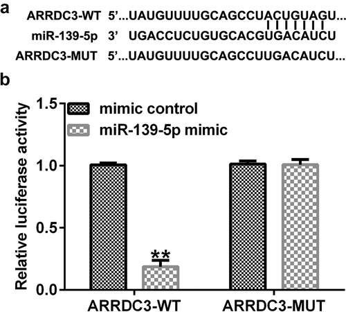 Figure 8. ARRDC3 is a downstream target of miR-139-5p. (a) The binding sites between miR-139-5p and ARRDC3 were predicted using TargetScan software. (b) A dual-luciferase reporter assay was performed to confirm the targeted relationship between miR-139-5p and ARRDC3. **P < 0.01 vs. mimic control. ARRDC3, arrestin domain containing 3; miR, microRNA.