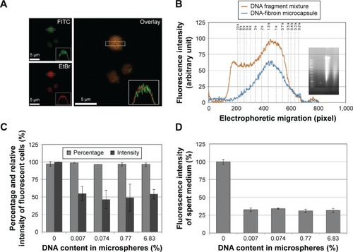 Figure 4 Preparation and cellular uptake of DNA-containing microspheres.Notes: Confocal microscopy images of DNA-containing fibroin microspheres stained with EtBr and labeled with FITC (A). Size distribution of DNA fragments used to prepare microspheres and released DNA fragments using electrophoresis (B). Percentage and fluorescence intensity of fluorescent cells following treatment with FITC–dextran-containing microspheres containing different amounts of fragmented DNA (C). Fluorescence intensity of the replenished culture medium after 24 hours (D).Abbreviations: EtBr, ethidium bromide; FITC, fluorescein isothiocyanate.