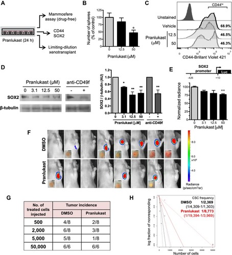 Figure 5 Effect of pranlukast on breast cancer cell stemness. (A) Experimental strategy. (B) Viable MDA-MB-231 cells previously exposed to pranlukast for 24 h were seeded to test their capacity to form mammospheres in the absence of the drug. Graphs show the mean number of mammospheres ± SD from three independent experiments. (C) Analysis of CD44 expression by flow cytometry. The annotated percentages correspond to CD44hi population. A representative experiment from 2 is shown. (D) Representative Western blot analyzing SOX2 expression. Graph represents the mean ± SEM from three independent experiments. (E) Analysis of SOX2 promoter transactivation by luciferase assay. Values are mean ± SEM from four independent experiments. Scheme above graph shows the promoter size in the construct. Statistical significance in (B), (D), and (E) was determined by Dunnett´s test; P value <0.05 (*), <0.01 (**). AU: arbitrary units. (F) Tumor formation in nude mice injected with 2000 cells in the vehicle (upper row) or pranlukast (lower row) groups. The presence of tumors was evaluated 36 days postinjection by bioluminescence quantification and dissection. Insets show the dissected tumors; scale bar = 3 mm. (G) Tumor incidence in groups of mice xenotransplanted with vehicle- or pranlukast-treated cells. (H) Log-fraction plot of the limiting dilution model fitted to the data shown in (E). The CSC frequency and the corresponding 95% confidence intervals (dotted lines and fractions in parenthesis) were calculated using ELDA software. The CSC frequency was significantly different among treatments (P=0.0044; chi-square test).