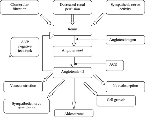 Figure 1.  Renin–angiotensin system.