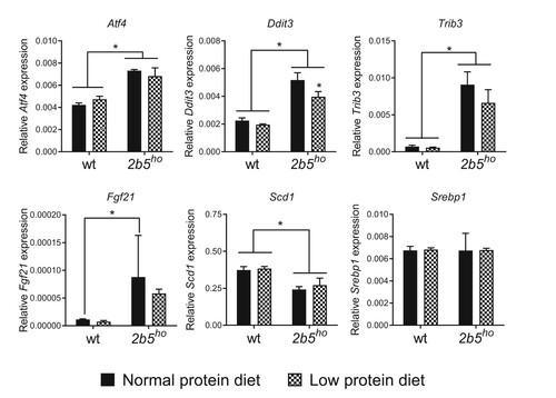 Figure 4. Expression of ATF4-regulated and lipogenesis mRNA markers in spinal cord of 2b5ho mice was not affected by the low protein diet. Increased levels of ISR-regulated Atf4, Ddit3, Trib3, Fgf21 and decreased levels of Scd1 mRNAs were detected in the spinal cord of 2b5ho mice with qPCR. None of the tested mRNAs increased in response of the low protein diet. Statistical analyses of diet-related changes are shown in Suppl. Data File 3. Graphs show average ± sd (n=3 per group). *, p < 0.05.