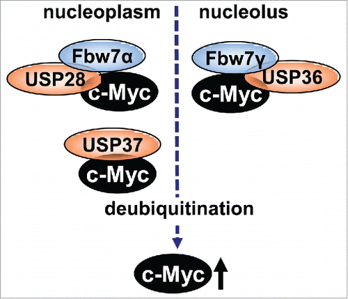 Figure 4. A diagram showing Fbw7 ubiquitinating and coordinating DUBs known to stabilize Myc. USP28 and USP37 act in the nucleoplasm whereas USP36 deubiquitinates Myc in the nucleolus.