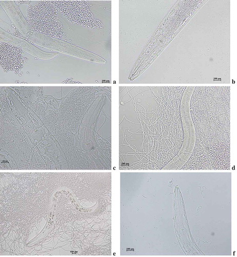 Figure 6. Photomicrograph of (a) C. albicans pre-inoculted with C. elegans. (b) accumulation of yeast cells inside nematode (c) Transformation of yeast to mycelia forms (d) Cuticle damage in nematode (e) Arrest of nematode movement (f) Incomplete transformation of yeast to mycelial phase.