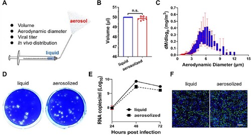 Figure 1. Biological characteristics of Zika virus aerosolization. (A) Schematic diagram of the hand-held liquid aerosol pulmonary delivery device (HLAPDD). (B) Volume comparison between pre- and postaerosolization ZIKV. (C) Representative aerodynamic median mass diameter (MMAD) graph of Zika virus aerosolization by an aerodynamic particle size spectrometer. (D) The viral titres of pre- and postaerosolization ZIKV. Briefly, an HLAPDD was used to aerosolize ZIKV. The tip of the device was inserted into a 1.5-ml EP tube with a hole, and 200 μl of ZIKV aerosol was generated. The EP tube was left for 30 min and centrifuged for 30 s at 8000×g to collect the sample for the plaque assay. (E) Replication curve of pre- and postaerosolization ZIKV in BHK-21 cells. Briefly, BHK-21 cells were infected with liquid and aerosolized ZIKV, and cell supernatants were collected at 24, 48, and 72 hpi to detect the viral RNA load by the RT–qPCR assay. (F) Viral protein expression of pre- and postaerosolization ZIKV in BHK-21 cells. Briefly, BHK-21 cells were infected with liquid and aerosolized ZIKV, and then the cells at 48 hpi were fixed for immunofluorescence staining. The E protein was stained green, and DAPI (blue) staining indicated the nucleus. Scale bar: 100 μM.