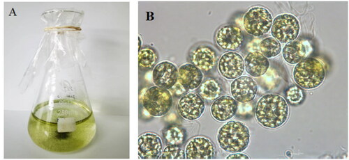 Figure 1. The morphology of S. hainandiae (A) in flasks and (B) under a microscope. Photograph was taken by Fangfang Yang.